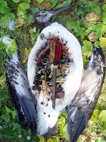 Decomposed carcass of a seabird, its stomach cavity filled with undigested plastic fragments.