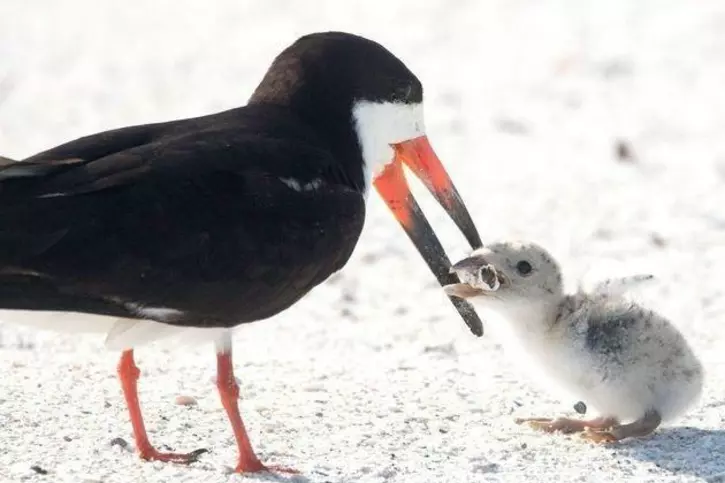 Adult bird attempting to feed a small piece of plastic to its chick.
