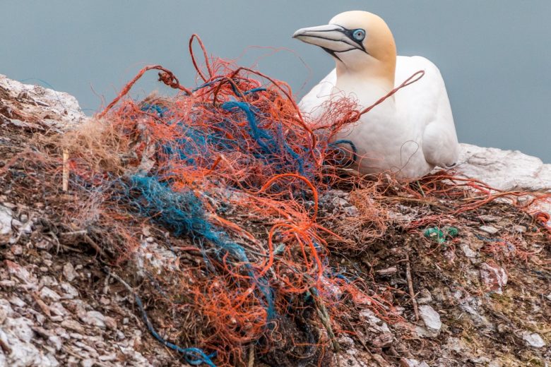 Bird sitting in a nest heavily interwoven with colorful plastic debris.