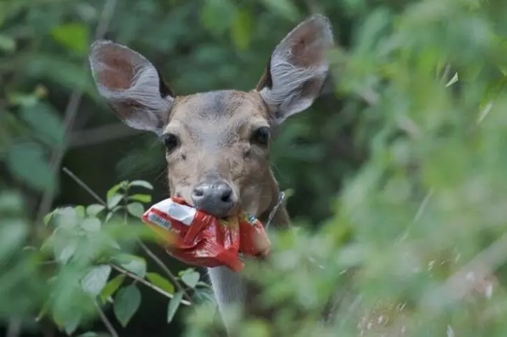 Deer with its mouth around a red plastic snack bag in foliage.
