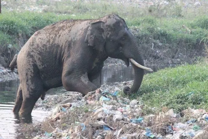 Elephant foraging through a large pile of plastic waste near water.
