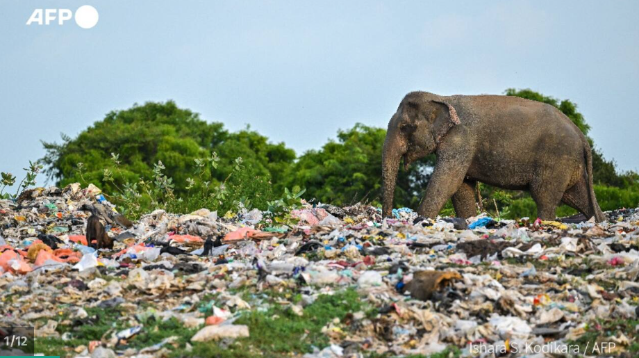 Elephant standing amidst a huge pile of garbage, picking through it.