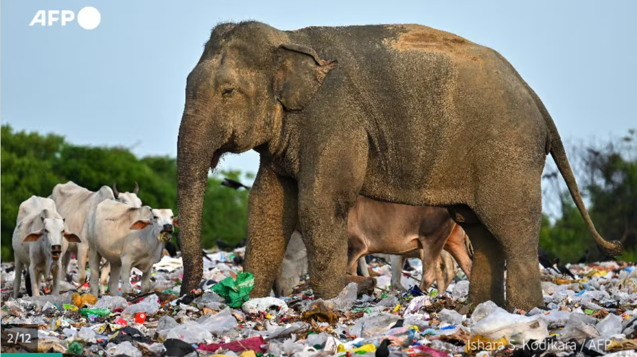 Elephant walking through a vast field of trash with cattle nearby.