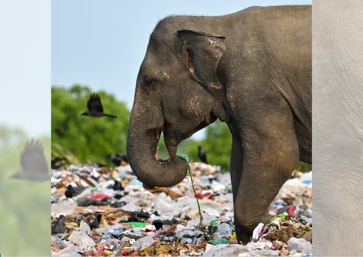 Elephant walking on top of a hill made entirely of plastic waste.