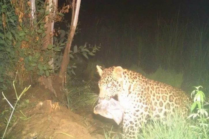 Leopard carrying a plastic bag or item in its mouth at night.