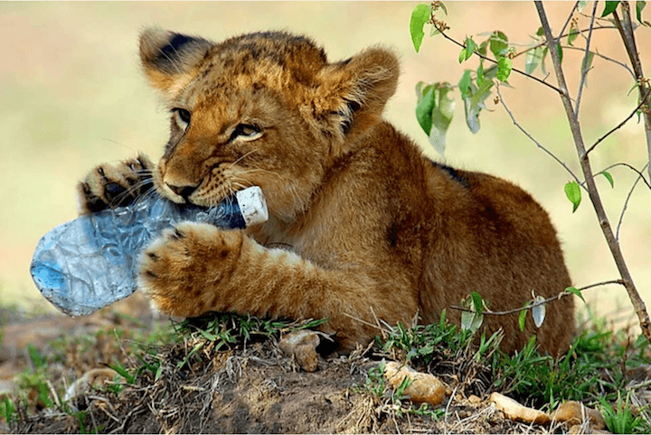 Young lion cub chewing on a discarded plastic water bottle.