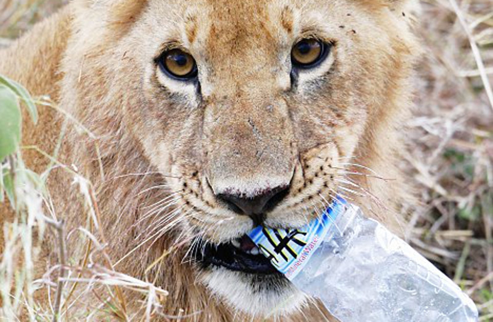 Close-up of a lion holding a plastic water bottle in its mouth.