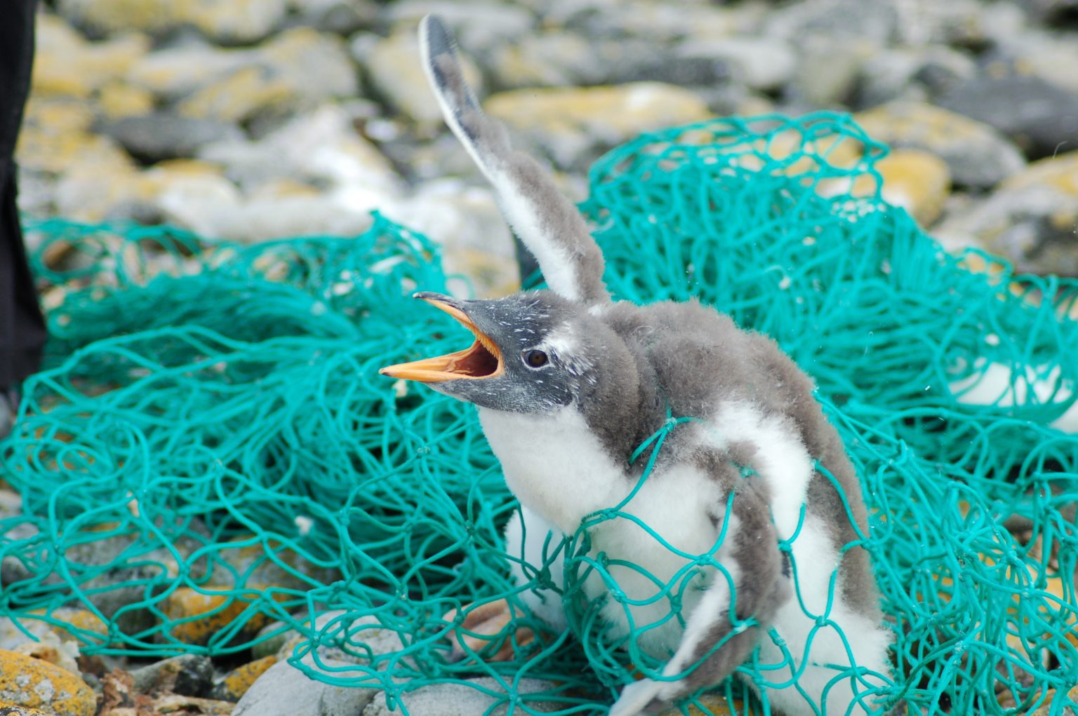Small penguin chick struggling, caught in a green fishing net.