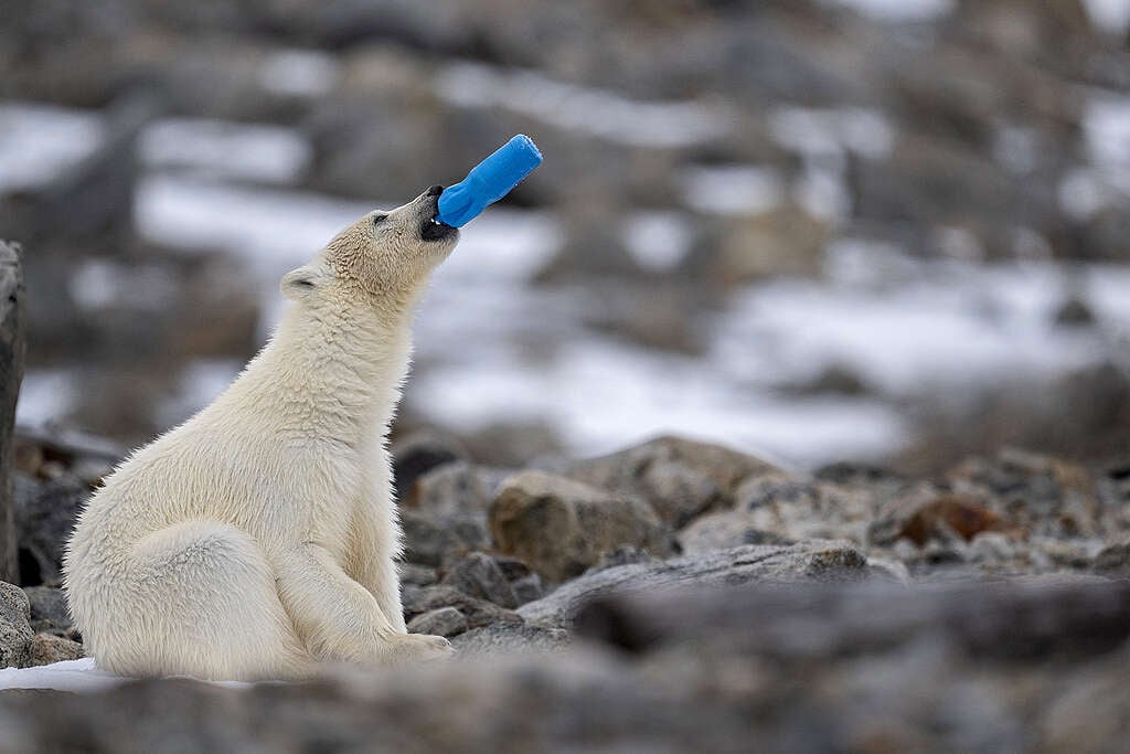 Young polar bear cub sniffing or chewing on a blue plastic item on rocky ground.