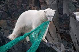 Polar bear pulling at a large green ghost net on rocks.