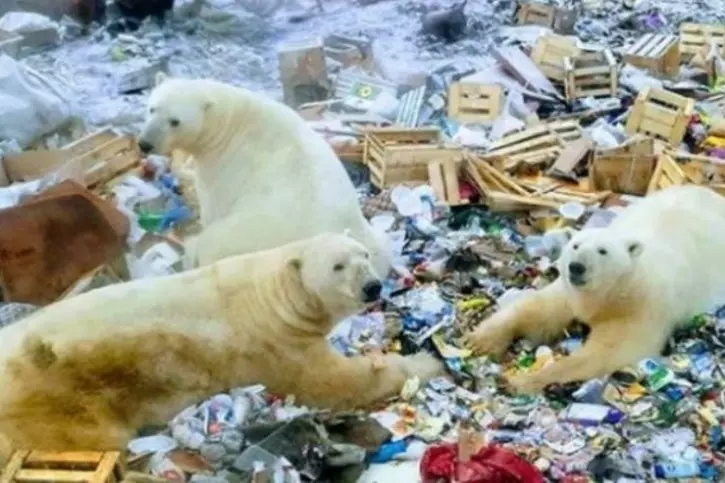 Multiple polar bears scavenging in a vast landfill covered in plastic and snow.