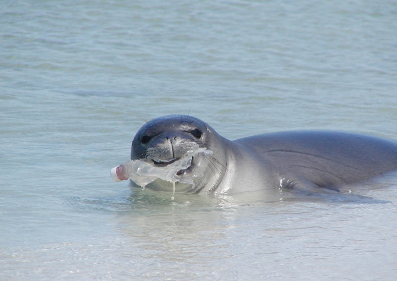 Seal with its muzzle caught in a clear plastic bottle ring.