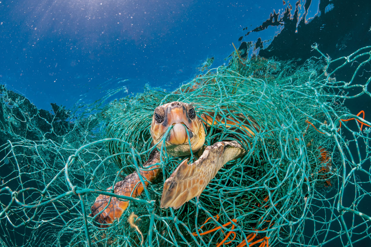 Sea turtle entangled in green ghost fishing net, looking distressed.