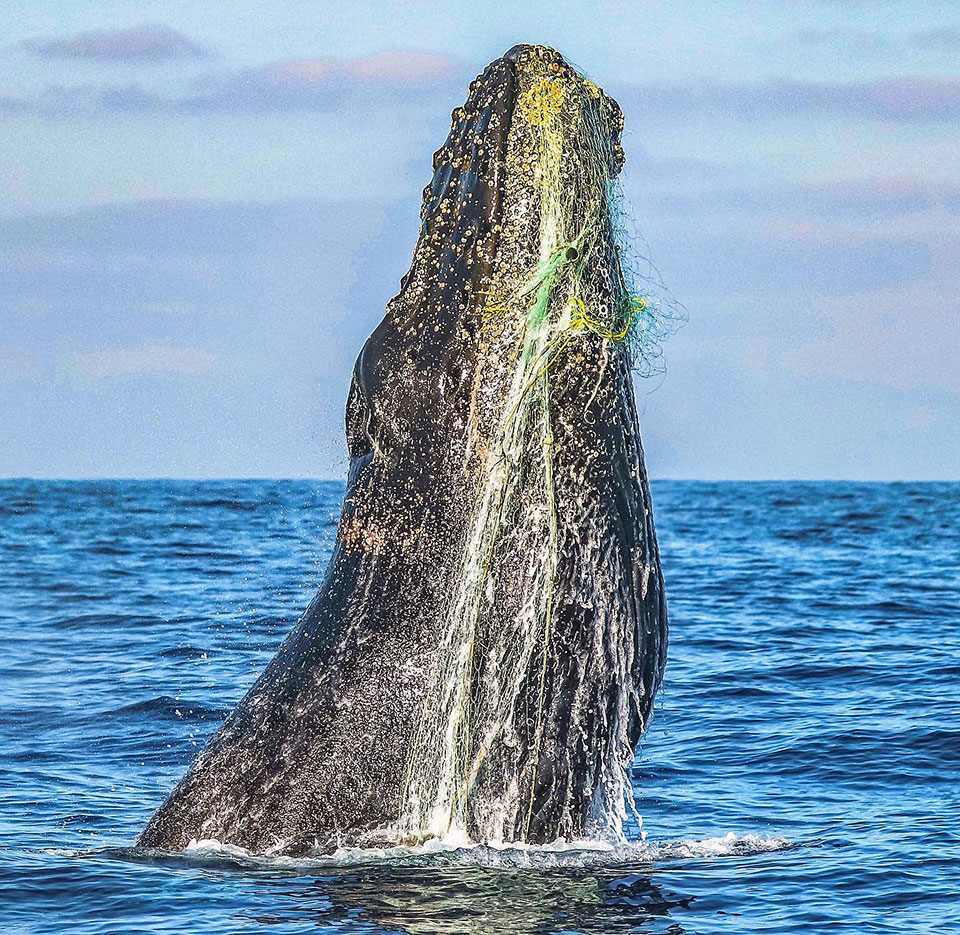 Humpback whale breaching with fishing gear tangled around its head and body.